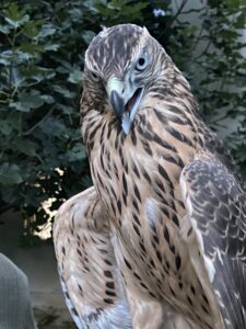 IMG_2508