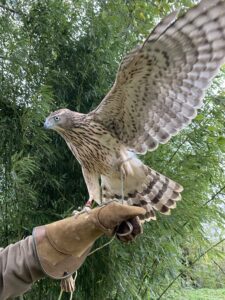 IMG_5331